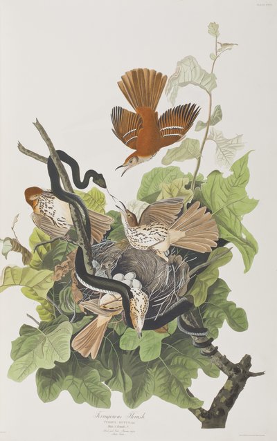 Ilustracja z „Birds of America” autorstwa John James Audubon