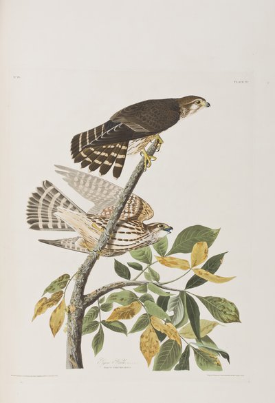 Ilustracja z „Birds of America” autorstwa John James Audubon