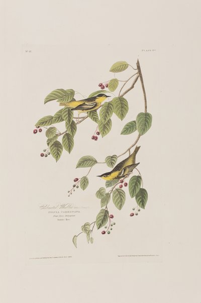 Ilustracja z „Birds of America” autorstwa John James Audubon