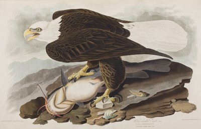 Ilustracja z „Birds of America” autorstwa John James Audubon
