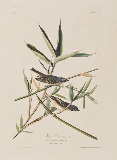 Ilustracja z „Birds of America” autorstwa John James Audubon