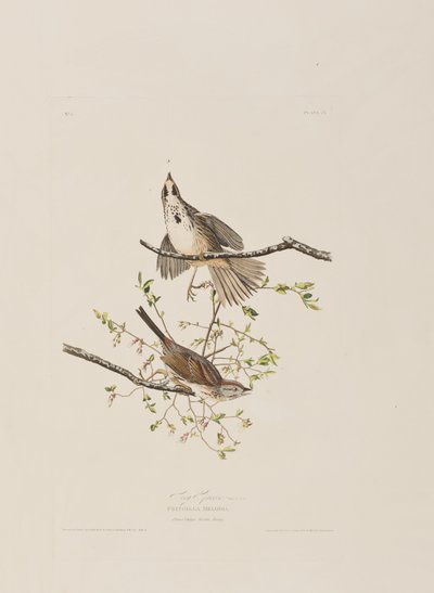 Ilustracja z "Ptaków Ameryki autorstwa John James Audubon