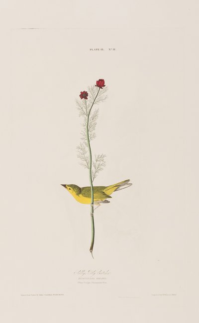 Ilustracja z „Birds of America” autorstwa John James Audubon