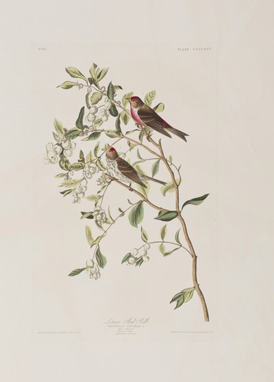 Ilustracja z „Birds of America” autorstwa John James Audubon