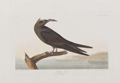 Ilustracja z „Birds of America” autorstwa John James Audubon