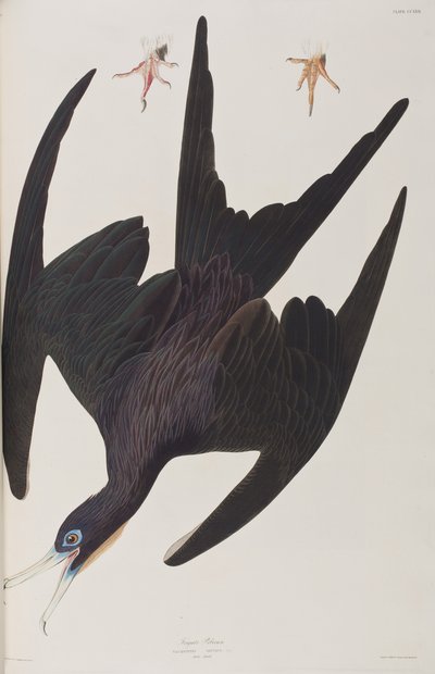 Ilustracja z „Birds of America” autorstwa John James Audubon