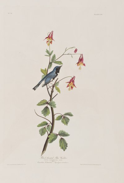 Ilustracja z „Birds of America” autorstwa John James Audubon