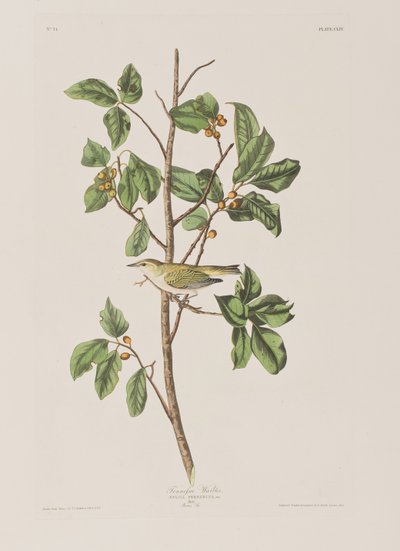 Ilustracja z „Birds of America” autorstwa John James Audubon