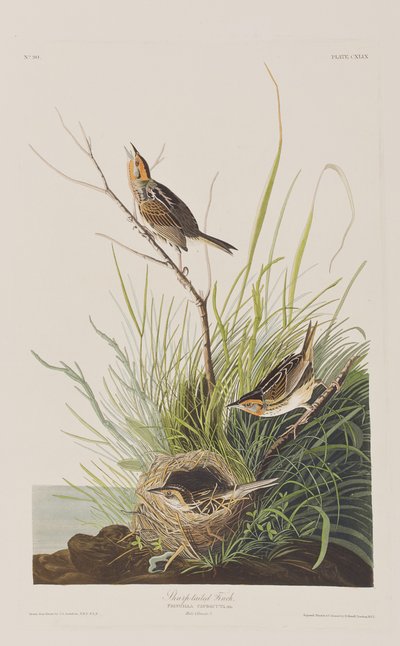 Ilustracja z „Birds of America” autorstwa John James Audubon