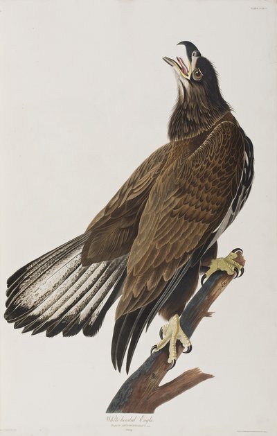 Ilustracja z „Birds of America” autorstwa John James Audubon