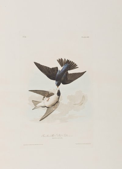 Ilustracja z „Birds of America” autorstwa John James Audubon