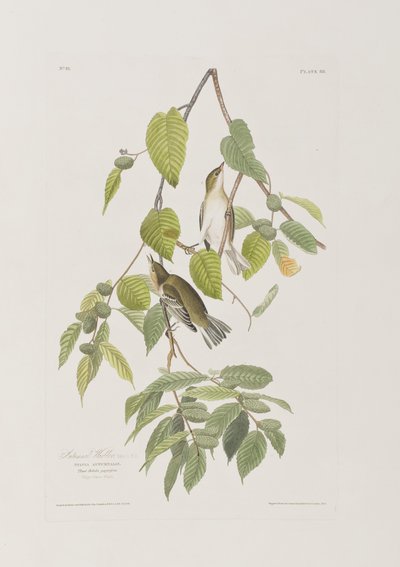 Ilustracja z „Birds of America” autorstwa John James Audubon