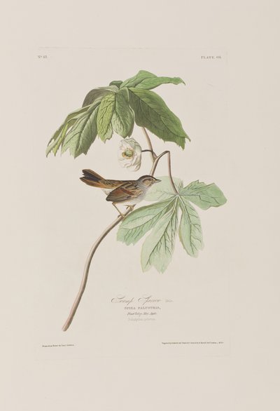Ilustracja z „Birds of America” autorstwa John James Audubon