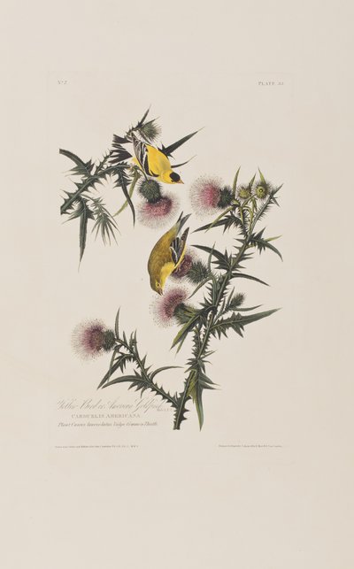 Ilustracja z "Ptaków Ameryki autorstwa John James Audubon