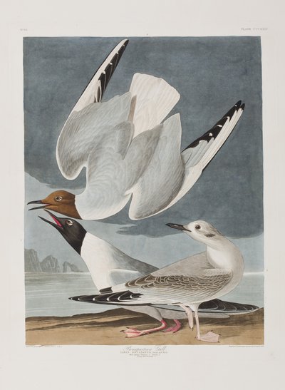 Ilustracja z „Birds of America” autorstwa John James Audubon