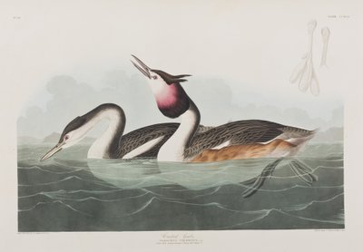 Ilustracja z „Birds of America” autorstwa John James Audubon