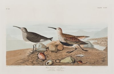 Ilustracja z "Ptaków Ameryki autorstwa John James Audubon