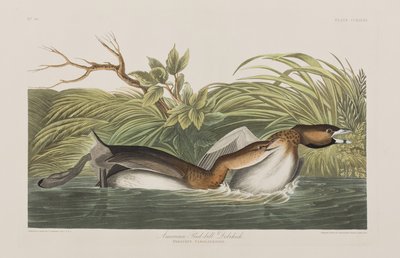 Ilustracja z „Birds of America” autorstwa John James Audubon