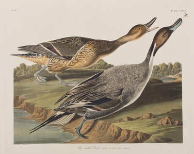 Ilustracja z „Birds of America” autorstwa John James Audubon