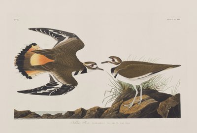 Ilustracja z „Birds of America” autorstwa John James Audubon