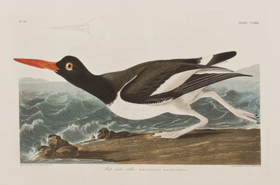 Ilustracja z „Birds of America” autorstwa John James Audubon