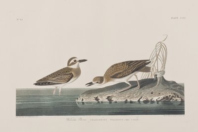 Ilustracja z „Birds of America” autorstwa John James Audubon