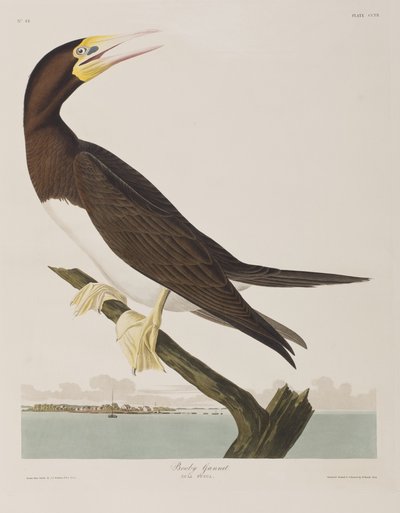 Ilustracja z „Birds of America” autorstwa John James Audubon