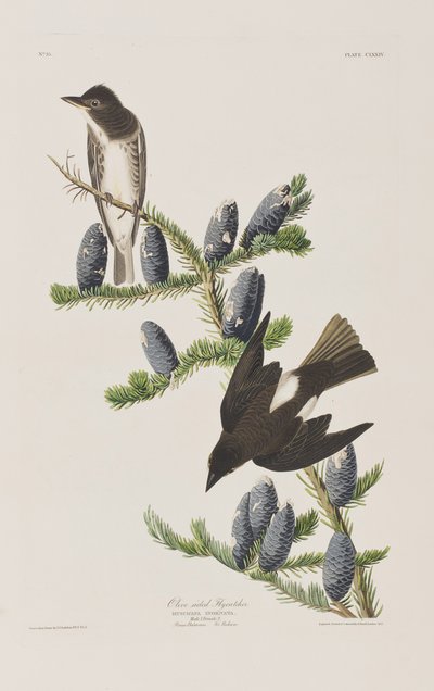 Ilustracja z „Birds of America” autorstwa John James Audubon