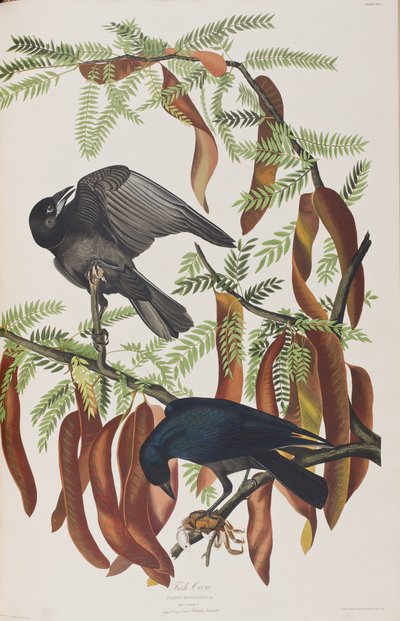 Ilustracja z „Birds of America” autorstwa John James Audubon