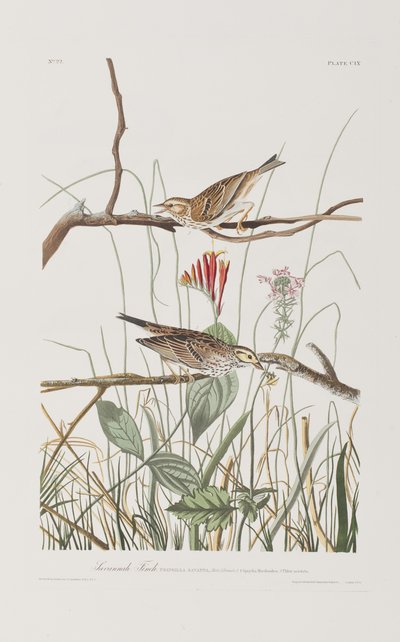 Ilustracja z „Birds of America” autorstwa John James Audubon