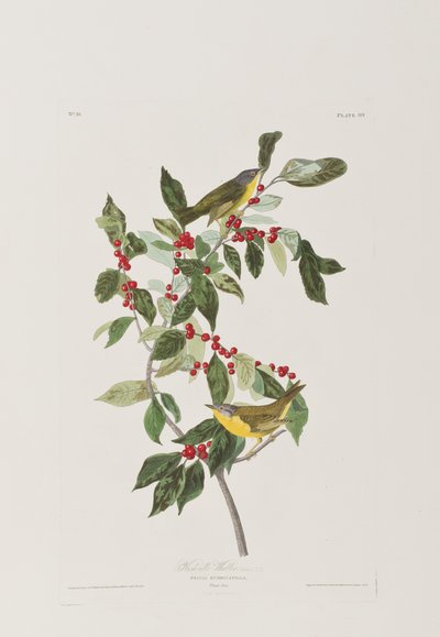 Ilustracja z „Birds of America” autorstwa John James Audubon