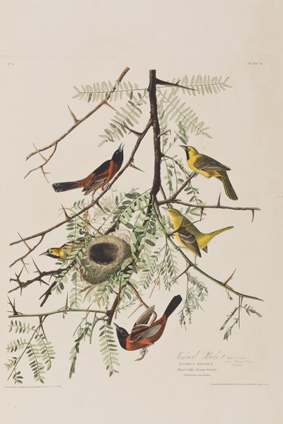 Ilustracja z „Birds of America” autorstwa John James Audubon