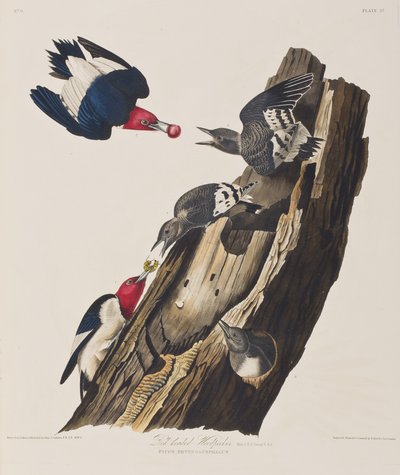 Ilustracja z „Birds of America” autorstwa John James Audubon