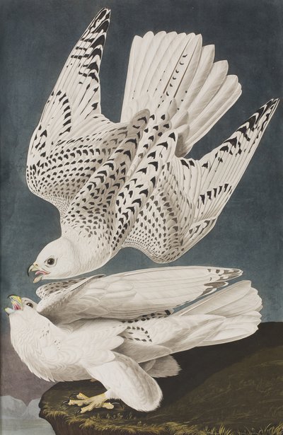 Ilustracja z „Birds of America” autorstwa John James Audubon