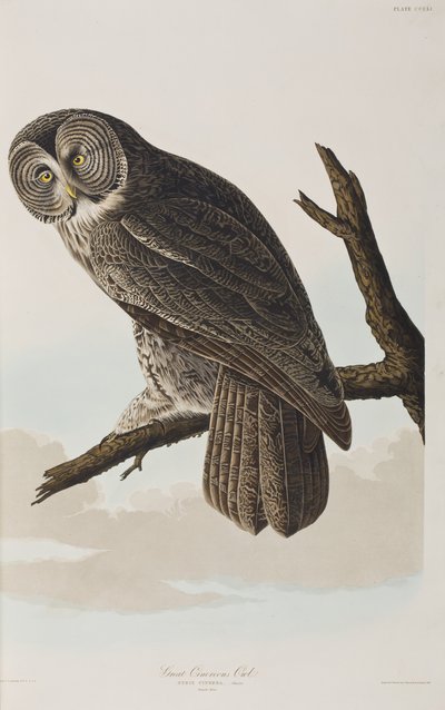 Ilustracja z „Birds of America” autorstwa John James Audubon