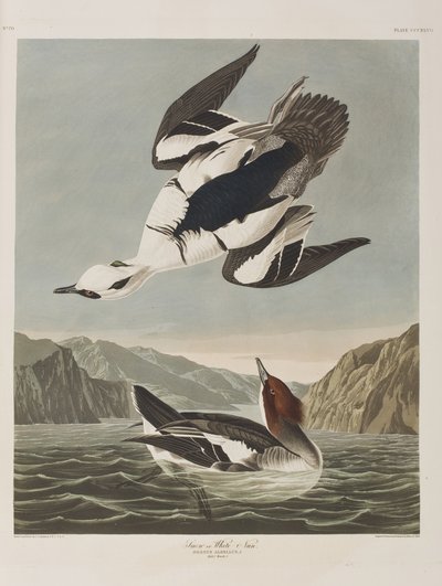 Ilustracja z „Birds of America” autorstwa John James Audubon