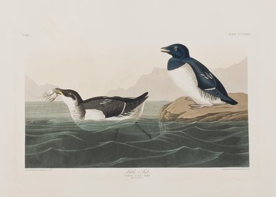 Ilustracja z „Birds of America” autorstwa John James Audubon
