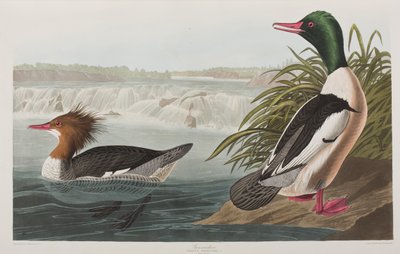 Ilustracja z „Birds of America” autorstwa John James Audubon