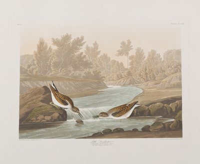 Ilustracja z „Birds of America” autorstwa John James Audubon