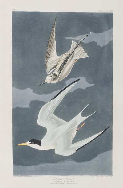 Ilustracja z „Birds of America” autorstwa John James Audubon