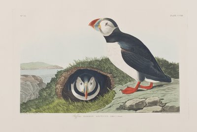 Ilustracja z „Birds of America” autorstwa John James Audubon