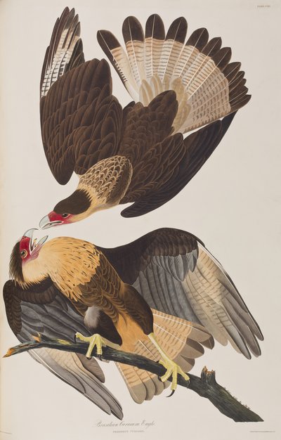 Ilustracja z „Birds of America” autorstwa John James Audubon