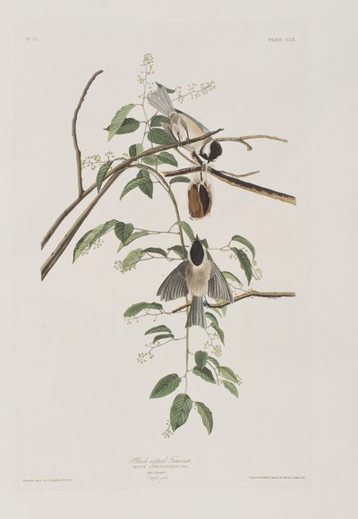 Ilustracja z „Birds of America” autorstwa John James Audubon