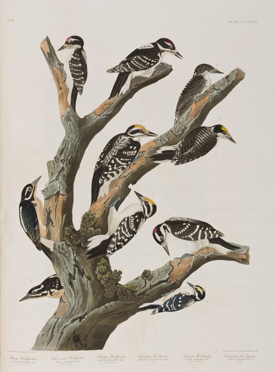 Ilustracja z „Birds of America” autorstwa John James Audubon
