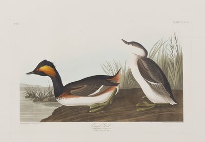 Ilustracja z „Birds of America” autorstwa John James Audubon