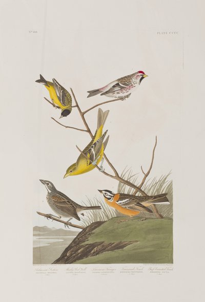 Ilustracja z „Birds of America” autorstwa John James Audubon