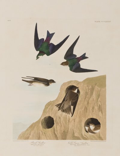 Ilustracja z „Birds of America” autorstwa John James Audubon