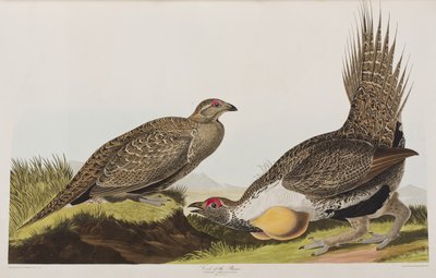 Ilustracja z „Birds of America” autorstwa John James Audubon