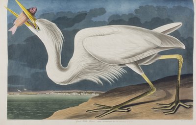 Ilustracja z „Birds of America” autorstwa John James Audubon
