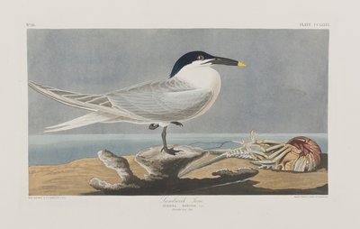 Ilustracja z „Birds of America” autorstwa John James Audubon